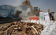 Президенты Чада и Конго сожгли пять тонн слоновой кости