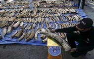 В Таиланде изъяли рекордную партию контрабандной слоновой кости