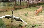 Журавль отбился от двух тигров в китайском зоопарке