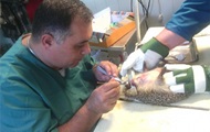 Российские ветеринары удалили ежу 20 зубов