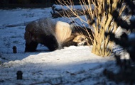 Панда пришла в восторг от снега. Хит сети