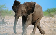 В Таиланде слон затоптал туриста