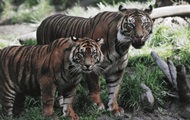 Популяция тигров выросла впервые за несколько десятилетий