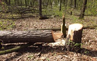 В Киеве вырубили более сотни деревьев в парке