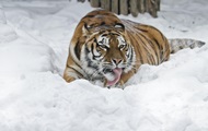 Амурская тигрица Таня научилась лепить снежные шары