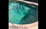 В США аллигатор оккупировал частный бассейн